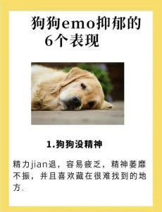 狗狗歪头不敢看主人的原因（狗狗不敢看主人是为什么）