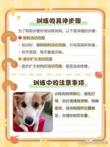 看信号，定位置，及时奖励，别打骂（八个月的狗狗怎么训练上厕所）