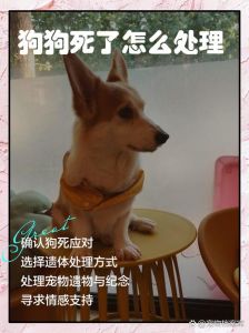 小狗失忆不亲人怎么办？（失忆小狗不亲人了怎么办）