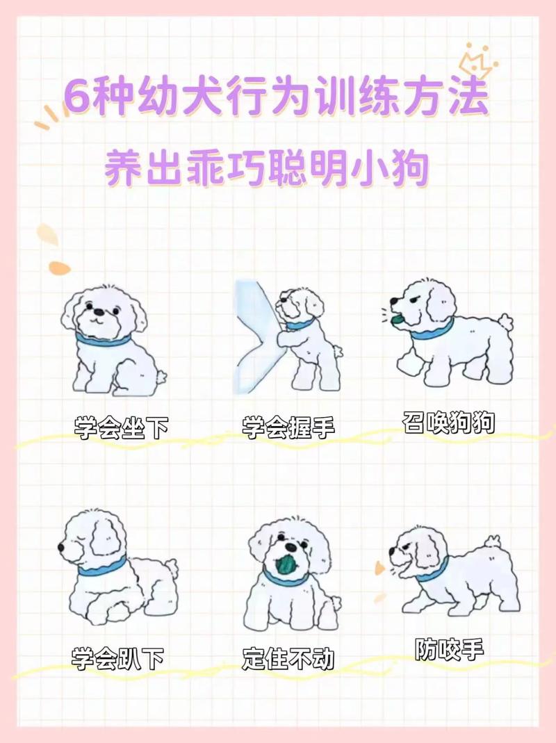 多运动勤训练，更听话更亲人！（狗狗太活泼怎么办）