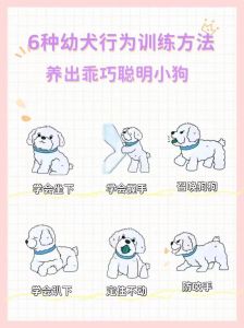 耐心正向，轻松建立信任（训练小狗的方法和技巧）