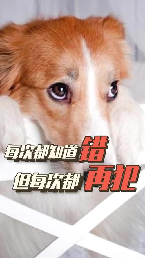 肢体语言表歉意（狗狗乱跑被主人教训低头认错）