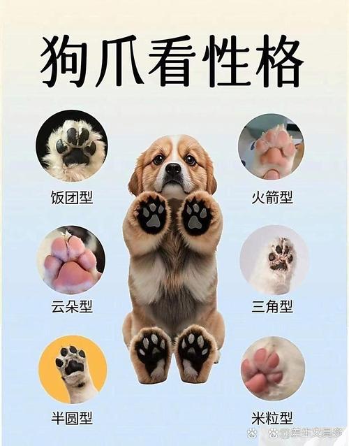 遗传变异，非异常！（小狗后脚有五个脚趾是狗还是犬）
