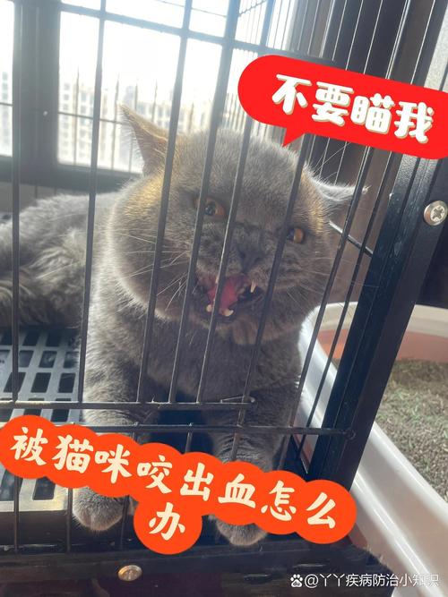 乖猫突然咬人，主人关笼子有效吗？（平时很听话的猫咬我的把它关笼子）