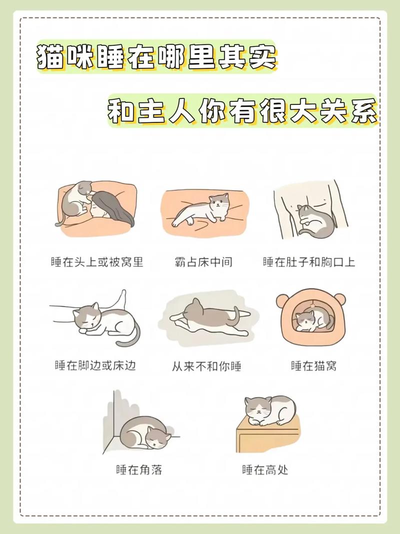 猫咪抗议被打扰，霸气回怼主人！（主人喊醒睡着猫咪被小猫教育了）