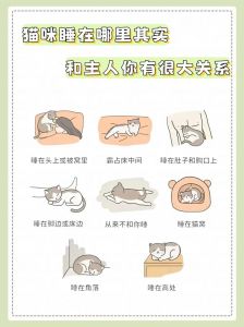 猫咪抗议被打扰，霸气回怼主人！（主人喊醒睡着猫咪被小猫教育了）