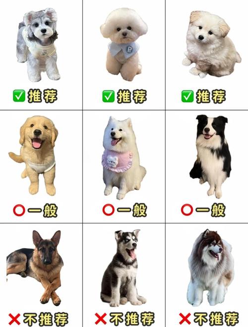 选听话大狗？边牧贵宾德牧金毛拉布拉多！（狗听话的狗分哪几种大狗）