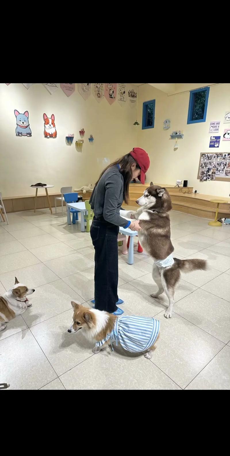 训斥狗狗是沟通，非惩罚，低声立即反馈，爱中立规矩（狗狗犯错被主人训斥）