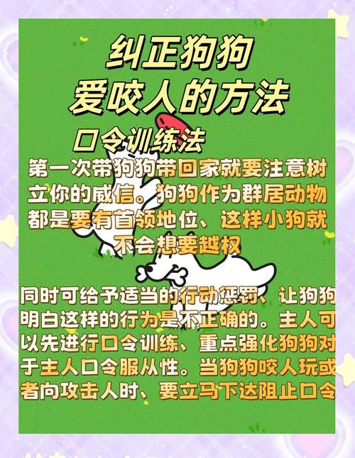 狗狗咬人怎么办？科学矫正改善行为（狗咬伤主人怎么教训狗狗）