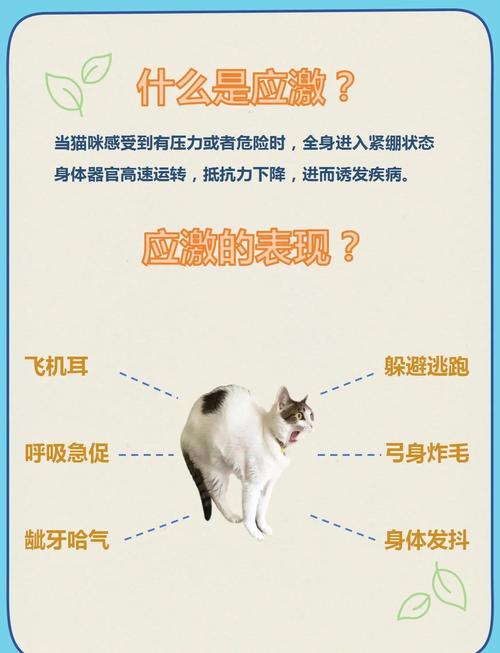 猫怕洗澡？温水零食耐心帮它克服！（猫咪一洗澡就应激看看猫语者的做法）