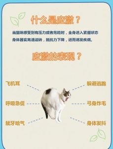 猫怕洗澡？温水零食耐心帮它克服！（猫咪一洗澡就应激看看猫语者的做法）