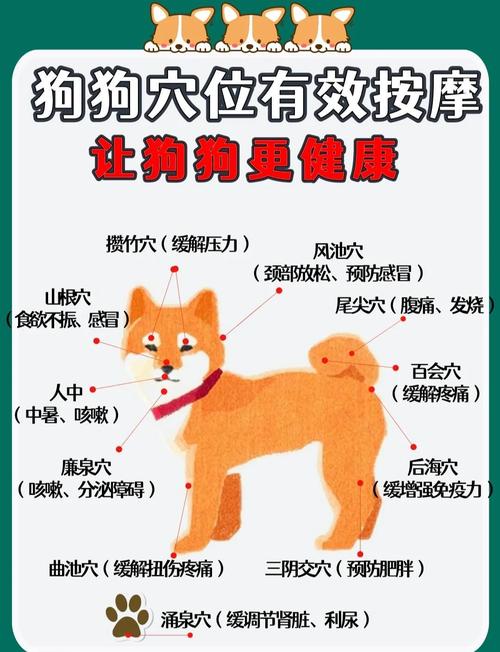 教训狗狗轻拍屁股，避免打鼻子嘴腿（教训狗狗应该打哪里）
