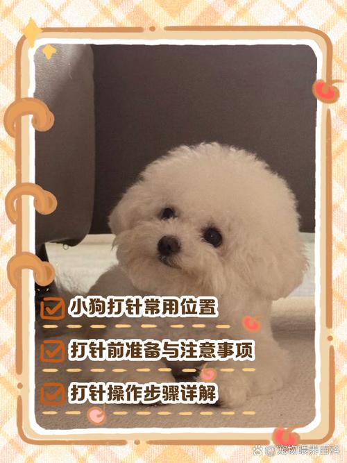 狗狗打针选对针头，部位角度要记牢（给狗打针的技巧和方法）