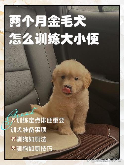 柯基幼犬1-3月黄金期训练指南（一个多月的小狗狗好训练吗）