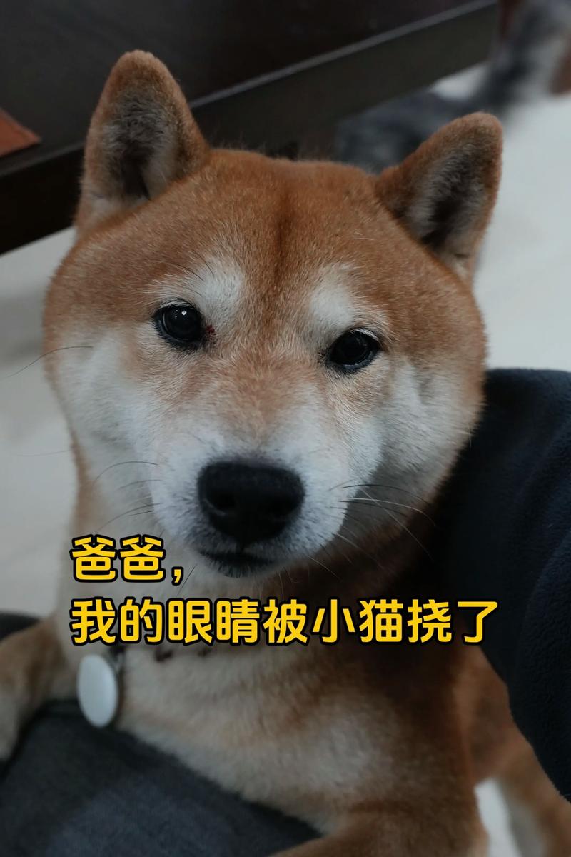 狗狗眼角被猫抓伤怎么办？（小狗狗被猫抓破了眼角）