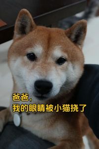 狗狗眼角被猫抓伤怎么办？（小狗狗被猫抓破了眼角）