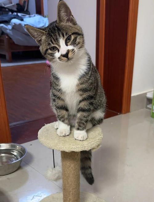猫咪肢体声音懂你，训练零食耐心更乖巧（怎么让猫乖乖听话）