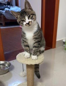猫咪肢体声音懂你，训练零食耐心更乖巧（怎么让猫乖乖听话）