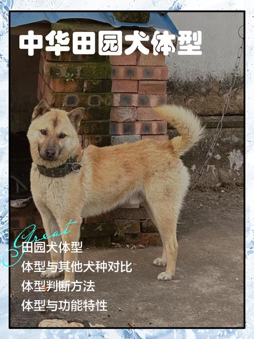 土猎狗11斤过重需警惕，科学喂养助健康成长（两个多月的土猎狗11斤正常吗）