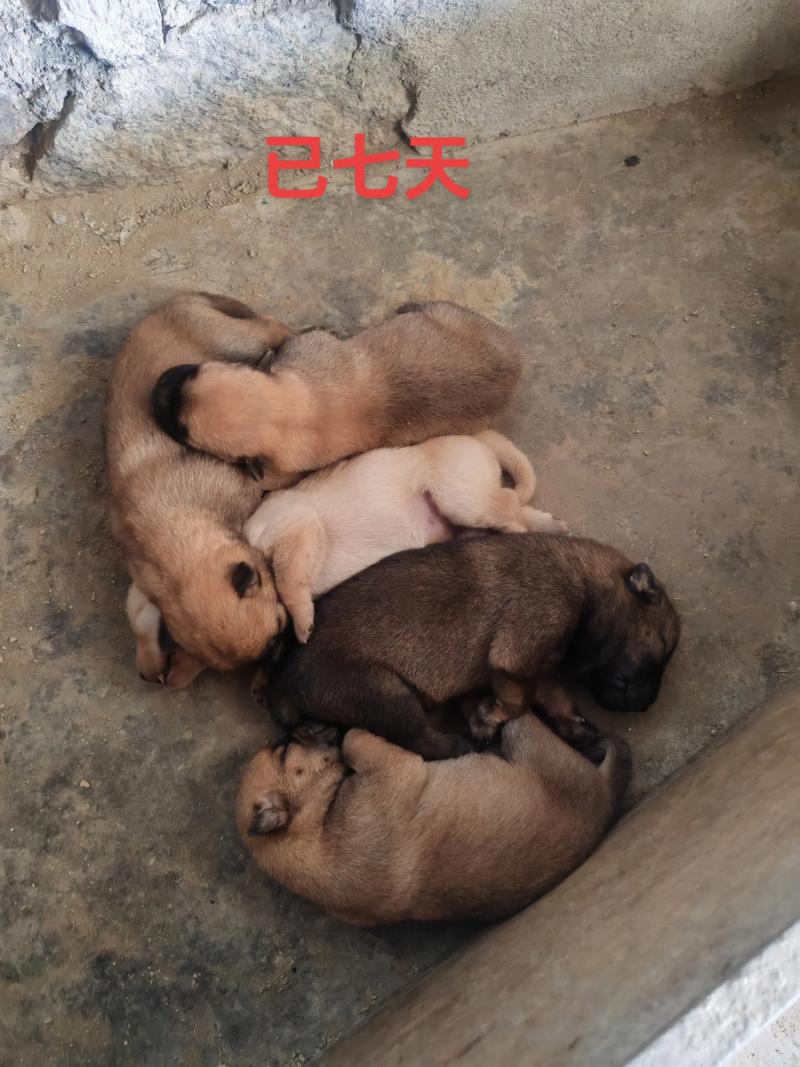 科学喂养小土狗，幼犬成犬饮食不同，营养均衡，保暖防暑，避开误区，细心陪伴（小土狗怎么养）