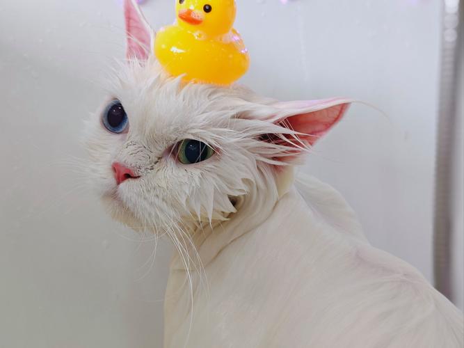 小猫几月能洗澡？正确步骤与频率（小猫多大可以洗澡）