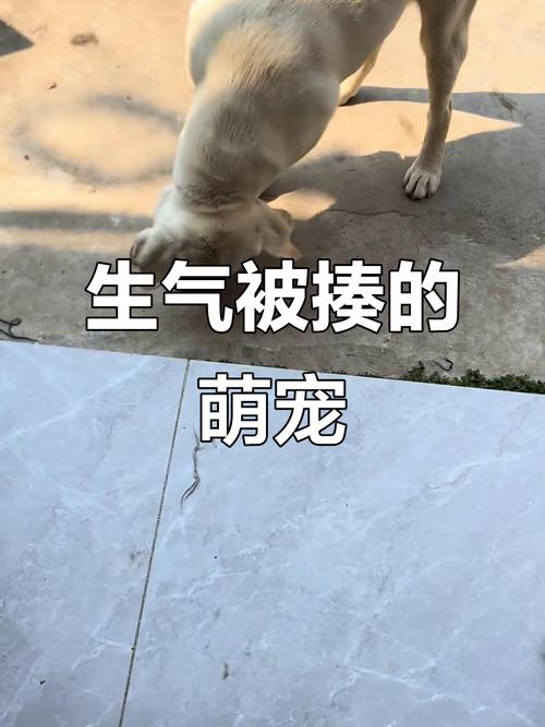 狗狗犯错躲藏是害怕，别打骂，耐心等它回心转意（狗狗教训一顿跑了躲起来了）