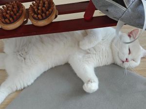 潜意识在控与怕（做梦把猫打的听话了）