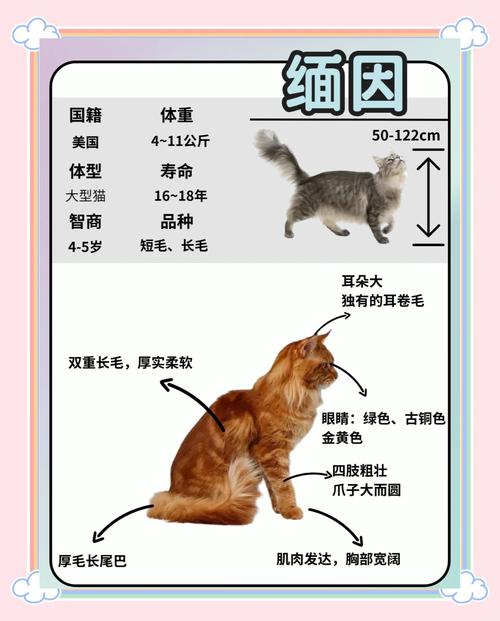 耐心陪伴胆小猫，让它变亲人（怎么让一只胆小的成年猫亲人）