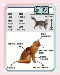 耐心陪伴胆小猫，让它变亲人（怎么让一只胆小的成年猫亲人）
