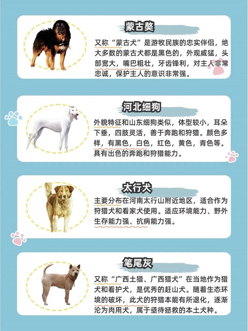 看外观血统和习性(小狗怎么辨别是土狗) 看外观血统和习性(小狗怎么辨别是土狗)