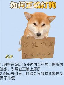 警惕！狗狗龇牙是害怕疼痛，别体罚（教训狗时狗开始龇牙）