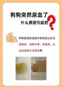 胆小犬受惊吓会尿失禁？如何帮它克服（狗胆小一追尿都吓出来了）