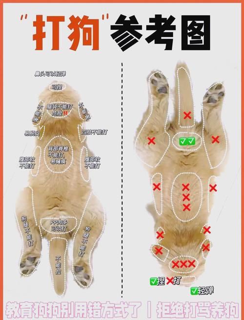 奖励为主，建立信任（狗不会听话怎么教）