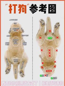 奖励为主，建立信任（狗不会听话怎么教）