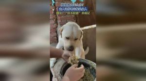 狗狗只吃肉不吃粮怎么办？（狗狗挑食只吃肉被主人教训）