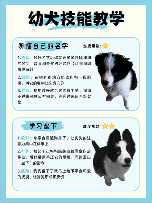 正向强化多奖励，耐心引导像游戏（狗狗怎么训练才听话）