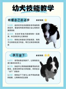 管好狗狗先立威，零食奖励是王道（狗狗不听话怎么训练）