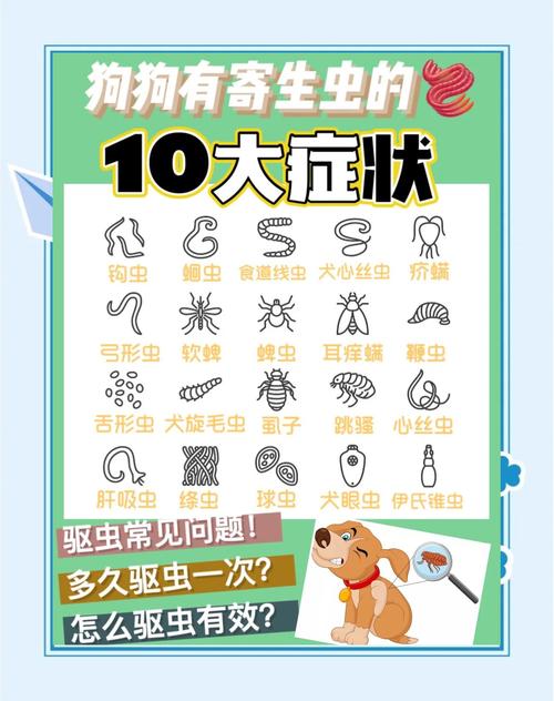 一起体外内驱，注意成分与个体差异（小狗体内外驱虫可以一起驱吗）