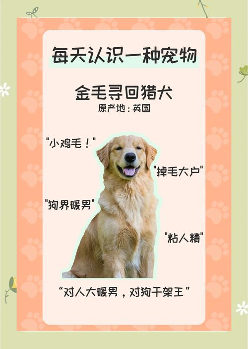 饮食洗澡磨牙运动梳毛要注意啥？（新手养金毛狗五大忌）