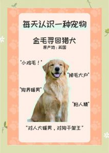 饮食洗澡磨牙运动梳毛要注意啥？（新手养金毛狗五大忌）