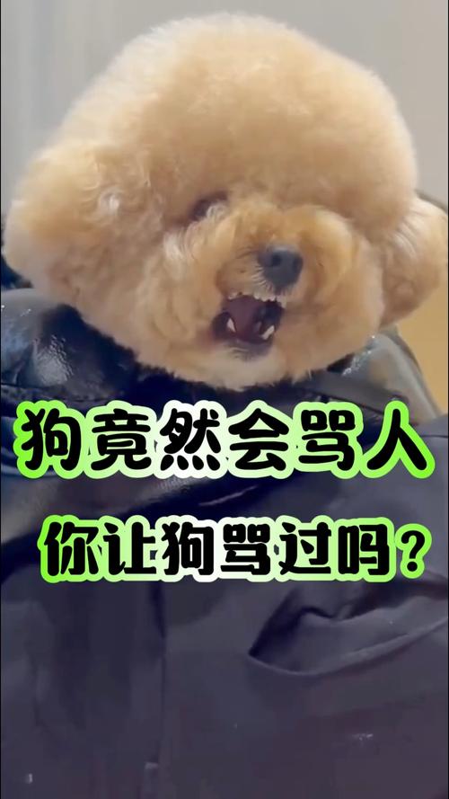 狗狗不听话别打骂，温柔沟通更有效（狗狗被主人辱骂会怎么样）
