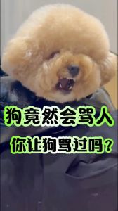 狗狗不听话别打骂，温柔沟通更有效（狗狗被主人辱骂会怎么样）