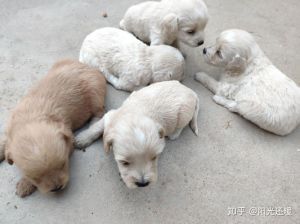 区分土狗泰迪看脸看毛看性格（怎么判断刚生下来的狗狗是土狗还是泰迪）