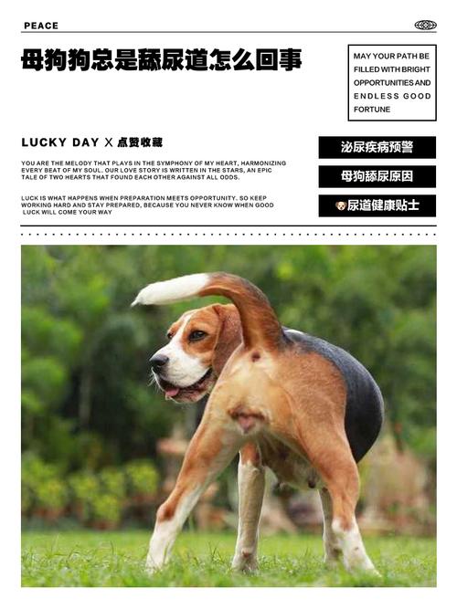 狗狗尿盆叫什么？Dog Potty或Dog Litter Box（狗狗的尿盆用英语怎么说）