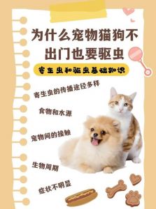 狗狗驱虫很重要，内外都要做！（狗狗驱虫前后注意事项）