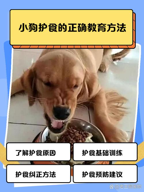 狗狗护食?科学训练,主人立威!(狗狗护食不给他吃有用吗) 狗狗护食?科学训练,主人立威!(狗狗护食不给他吃有用吗)