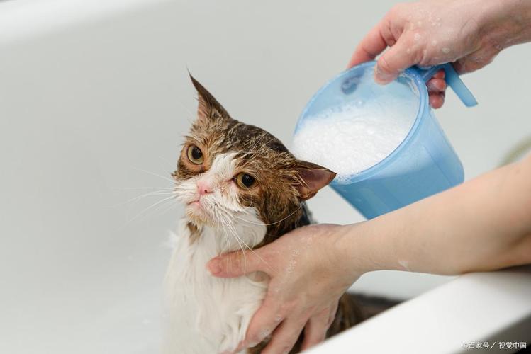 温柔安抚与细心清洁（怎么样正确给猫咪洗澡）