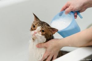 温柔安抚与细心清洁（怎么样正确给猫咪洗澡）