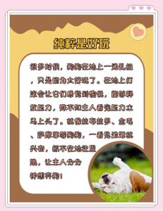 胆小狗怕啥？正向激励加脱敏训练！（小狗胆小怎么办）