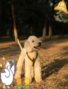 害怕还是警惕？（撸狗狗把尾巴夹在双腿中间）